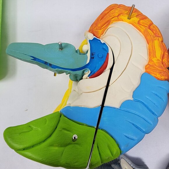 Neuroanatomical Brain Model 6" Anatomically Accurate Educational Tool - Picture 6 of 7